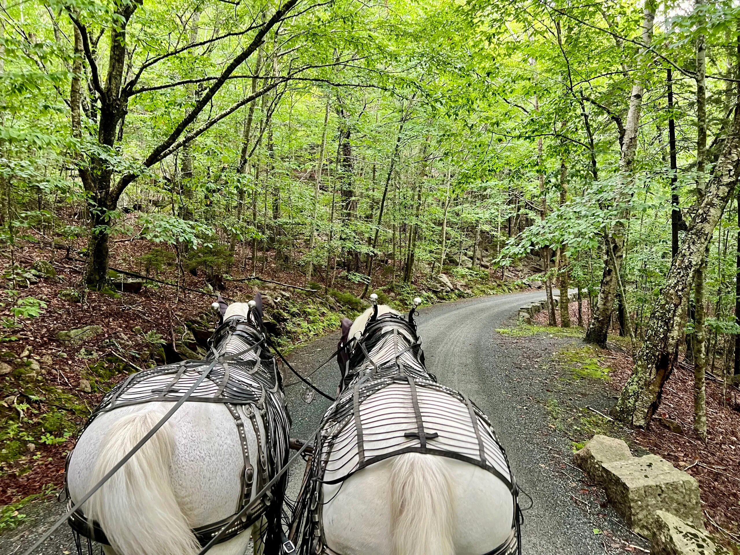 Carriage and horseback riders on Day Mountain trail in Acadia