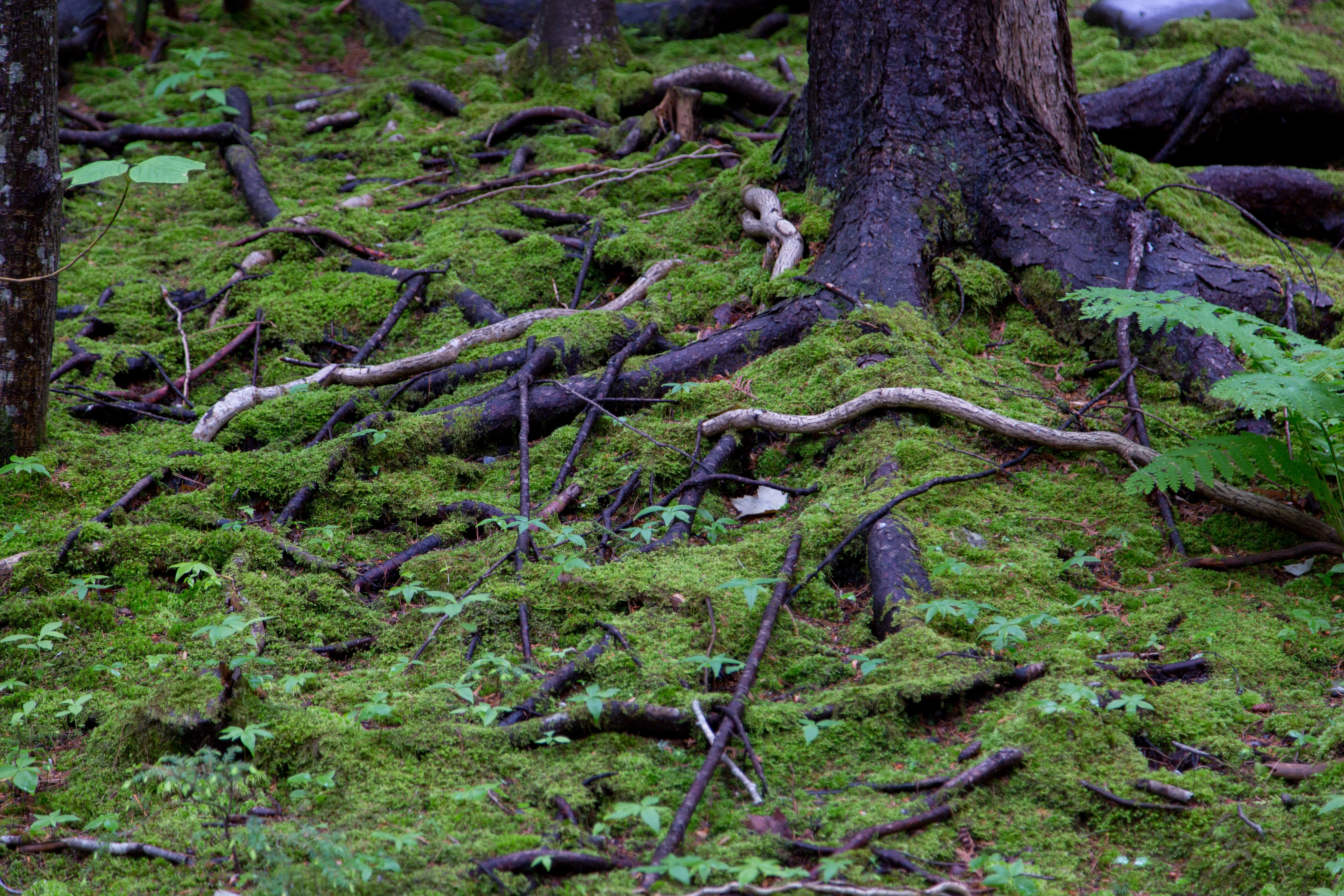 Roots and moss along a forest floor in Acadia National Park showing diverse plant life