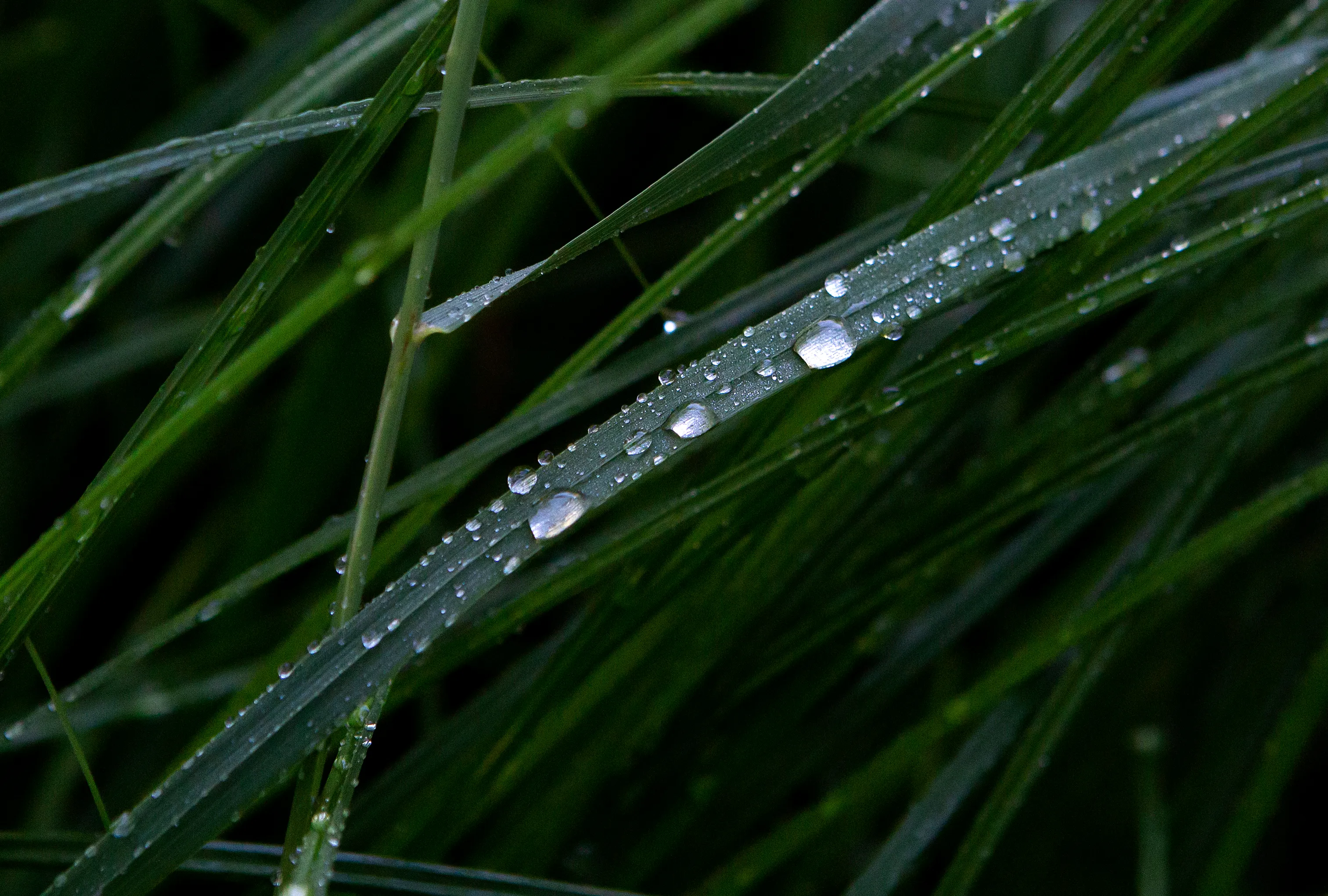 Detailed image of grass with water droplets showing ecosystem diversity in Acadia