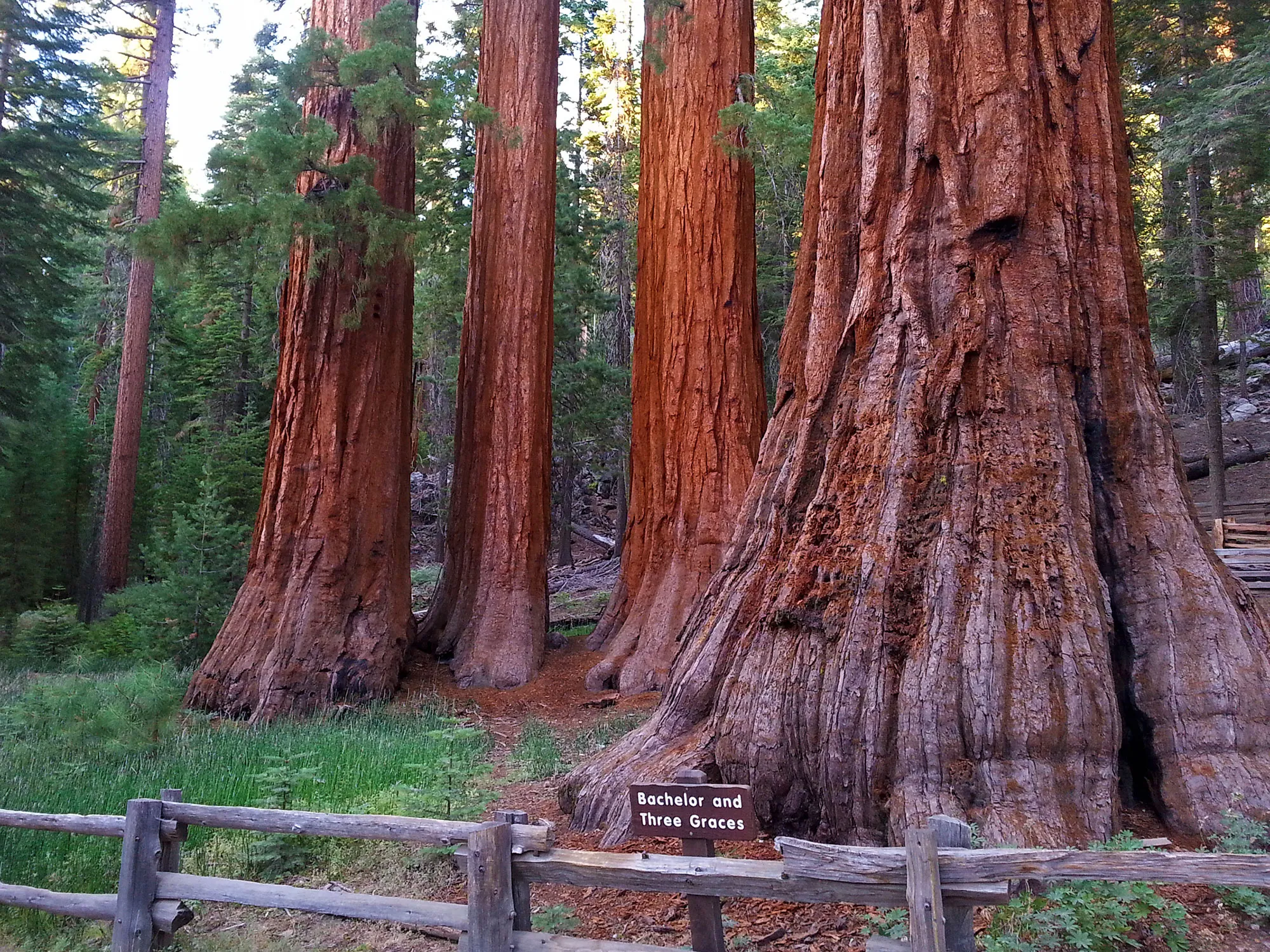 Bachelor and Three Graces giant sequoia trees in Mariposa Grove, Yosemite National Park