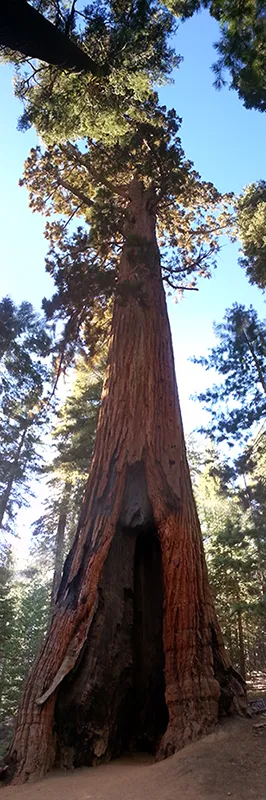 Towering giant sequoia tree in Mariposa Grove with visitor for scale showing massive size