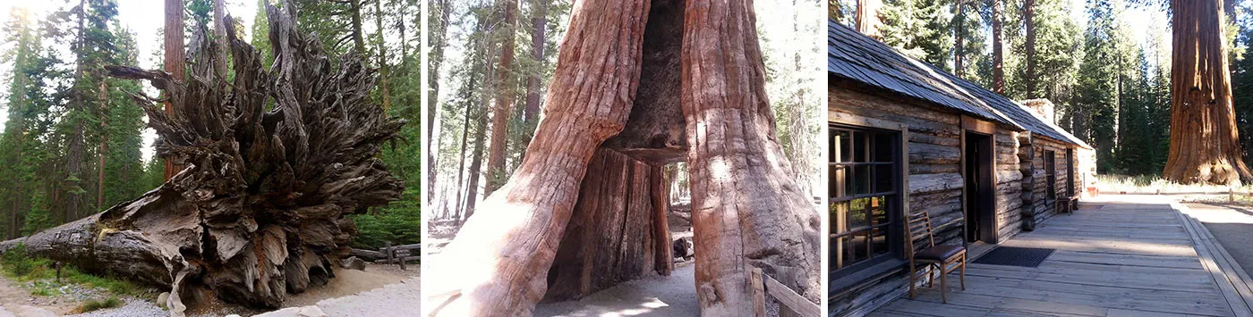 post-Ultimate Guide to Yosemite National Park Giant Trees: Mariposa Grove & Ancient Sequoias
