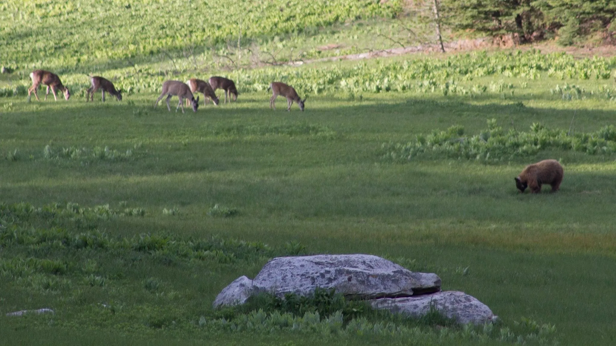 Mule deer and black bear sharing a meadow in Yosemite National Park