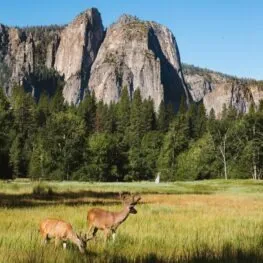 Mule deer grazing in Yosemite meadow with Cathedral Rocks in background