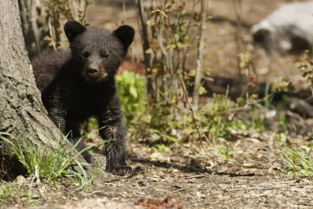Black bear cub by tree in Yosemite National Park