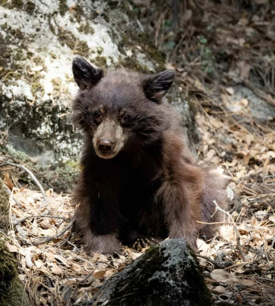 Black bear facts and information guide for Yosemite National Park wildlife