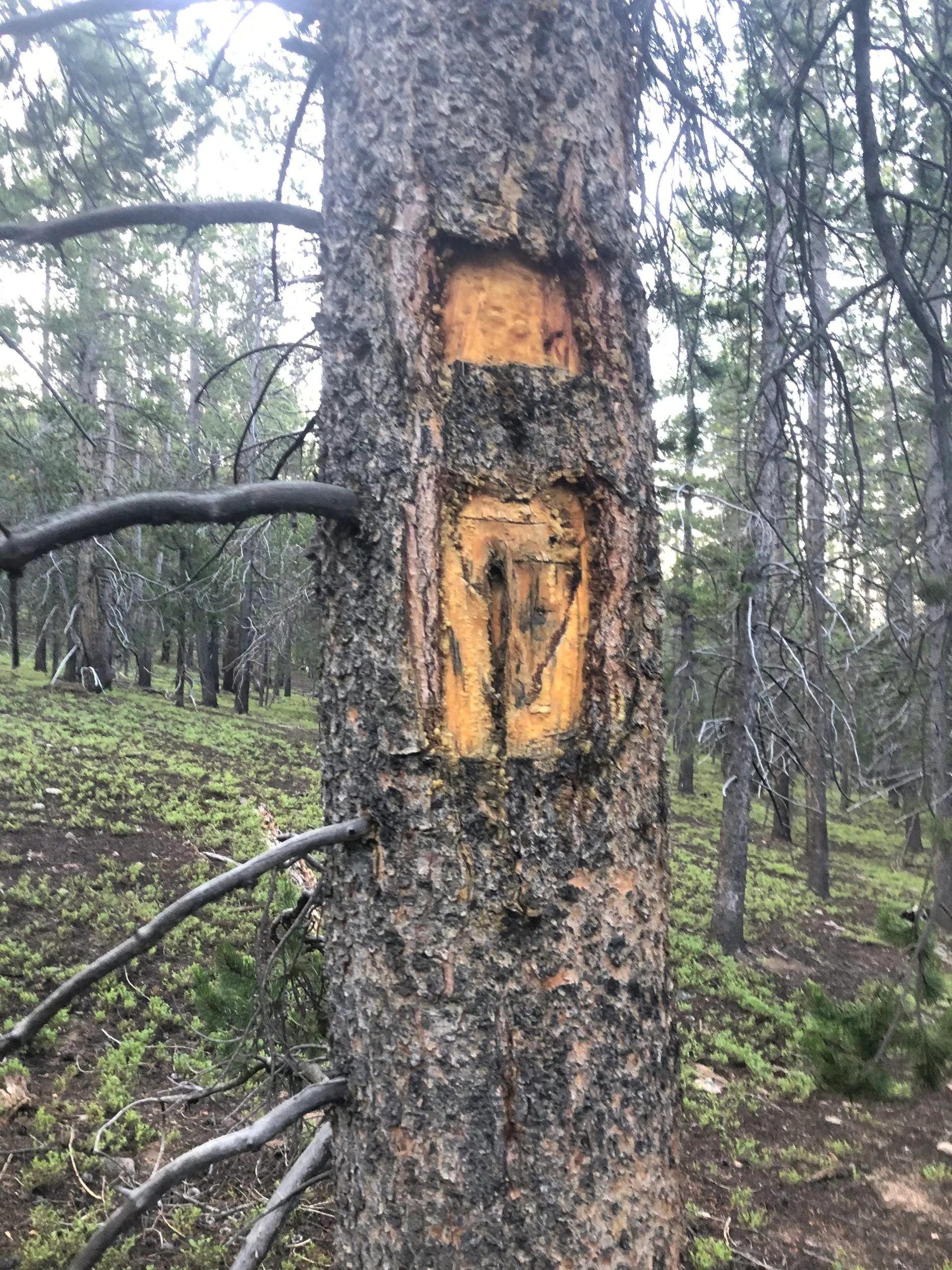 Carved trail blaze on tree bark showing traditional marking method