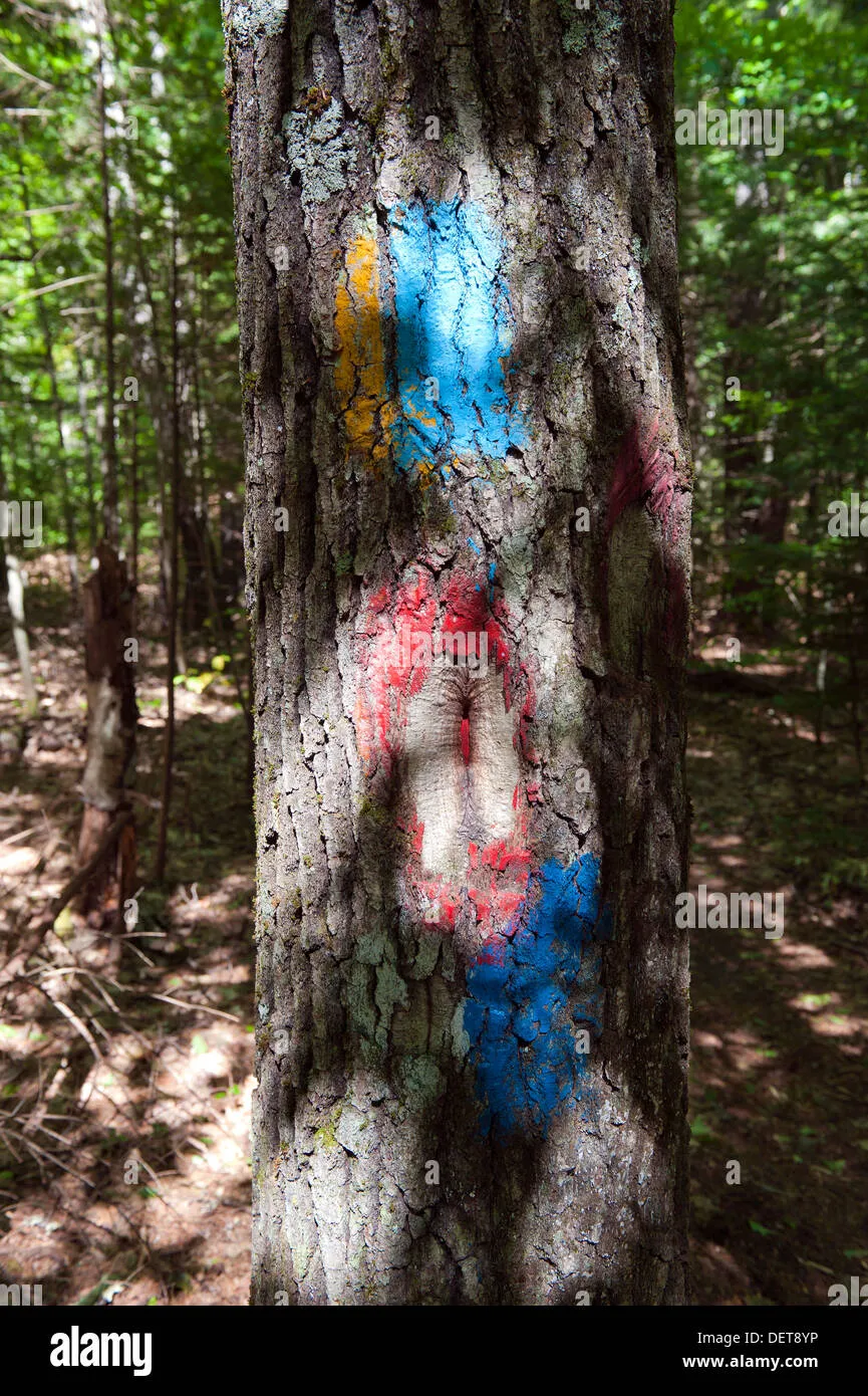 Multiple hiking trail blazes painted on tree trunk showing visibility variations
