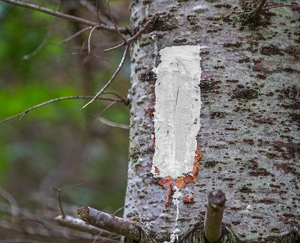 White trail blaze with spur trail marker showing intersection