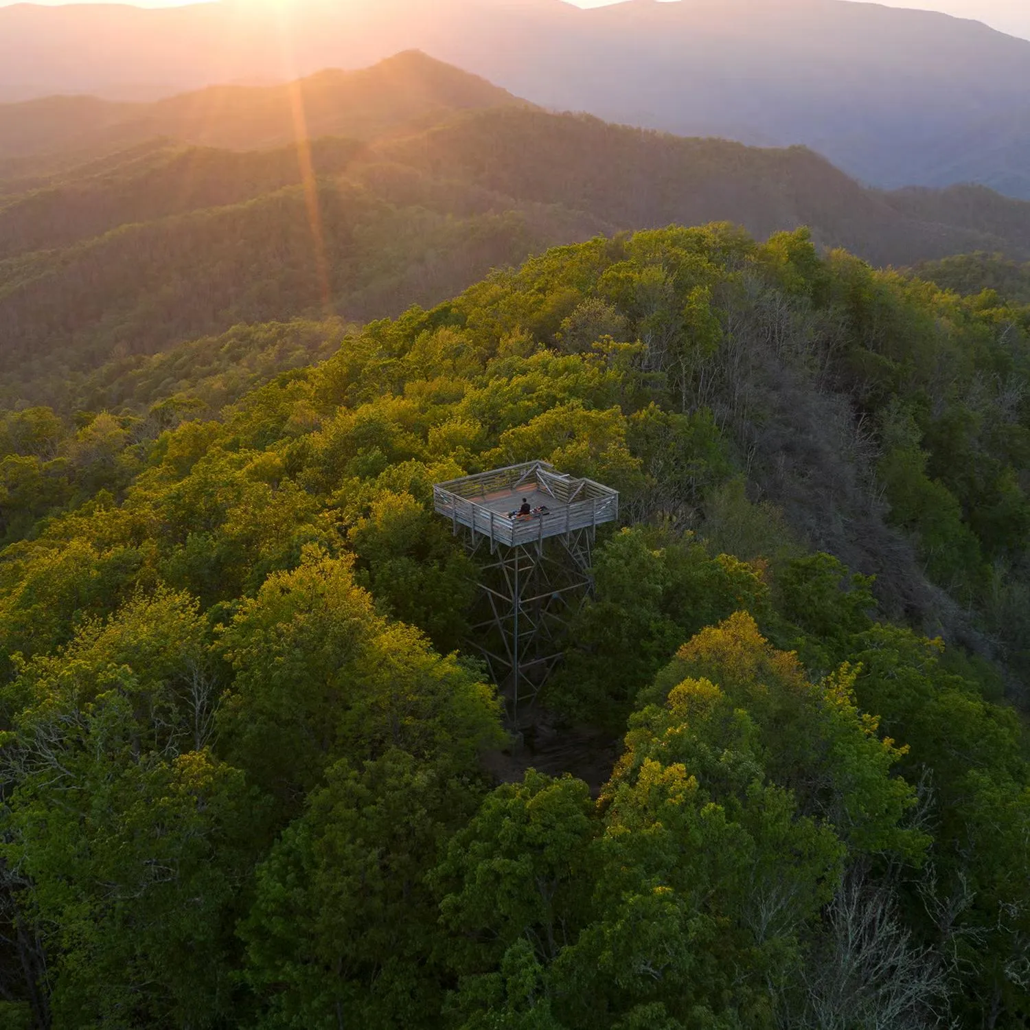 Hidden forest trail in North America showing pristine wilderness and untouched natural beauty