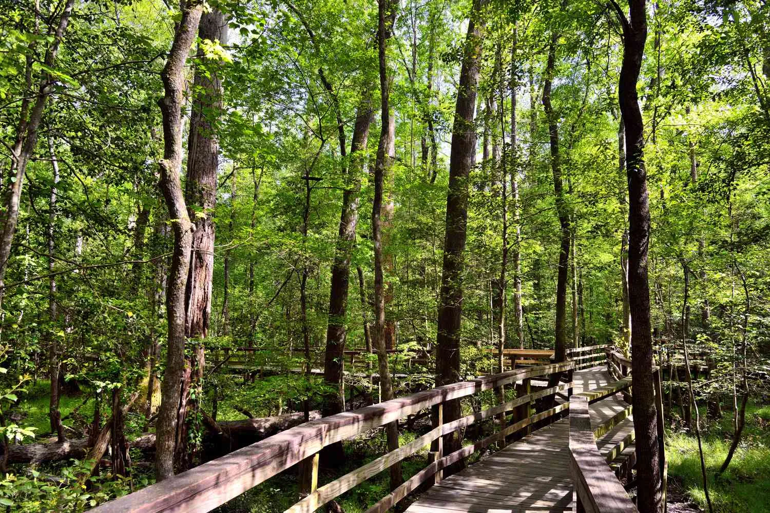 Wooden boardwalk trail through lush forest canopy perfect for wheelchair accessible hiking
