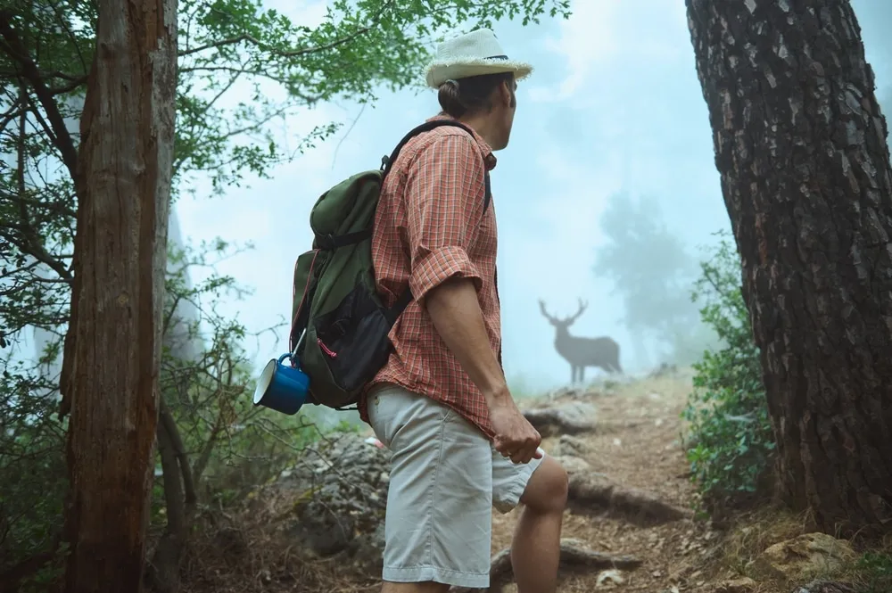 Wildlife safety distance guidelines infographic