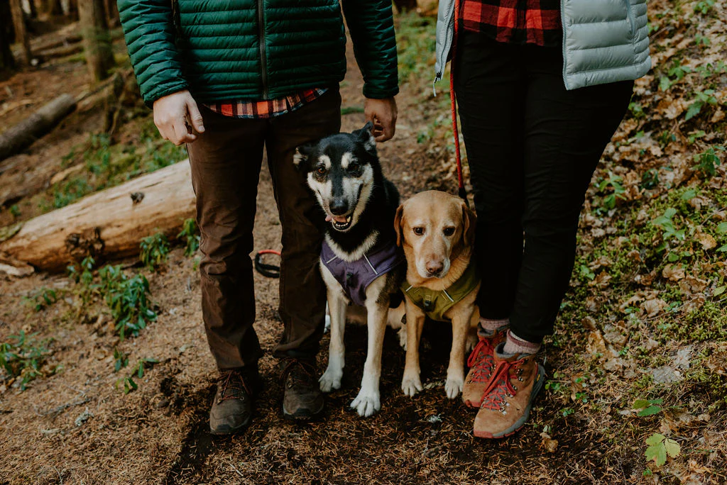 Happy dogs resting during summer hiking adventure with proper gear from pets checklist
