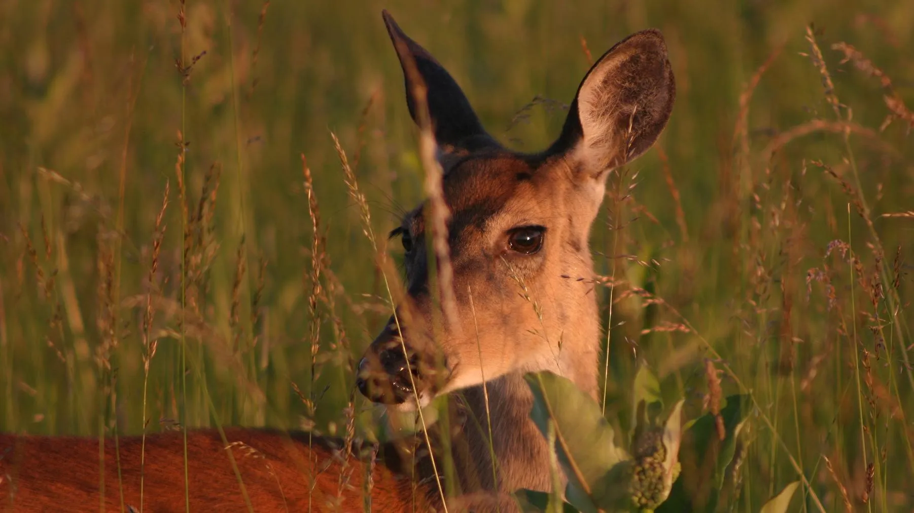 White-tailed deer in Shenandoah National Park meadow