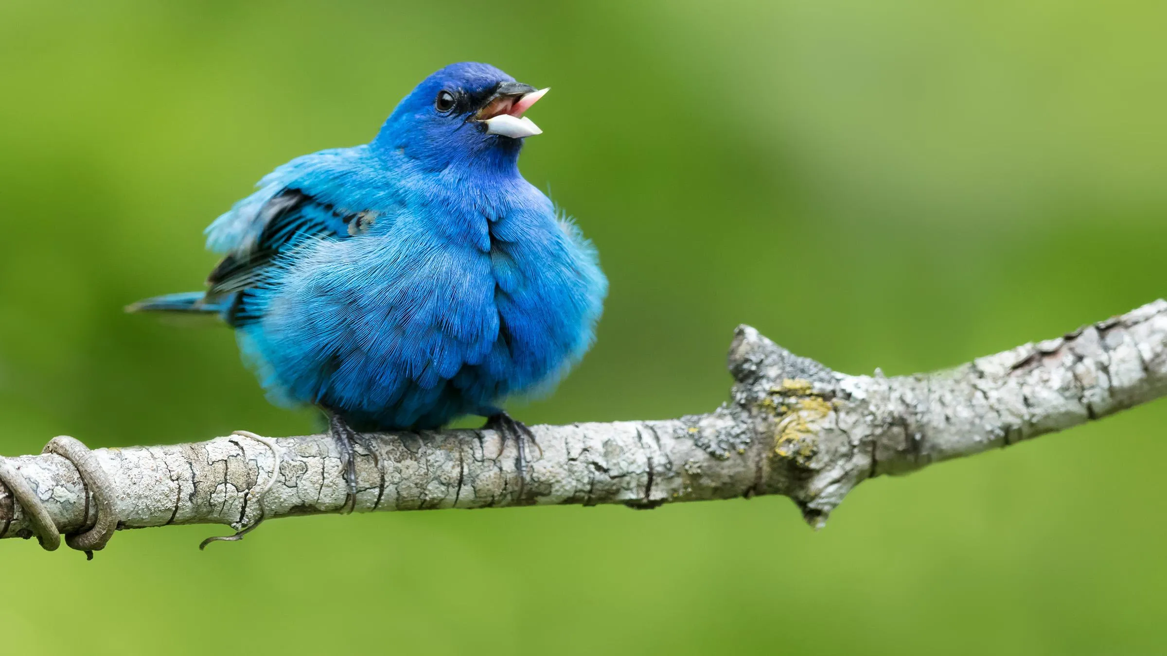 Blue bird singing in Shenandoah National Park