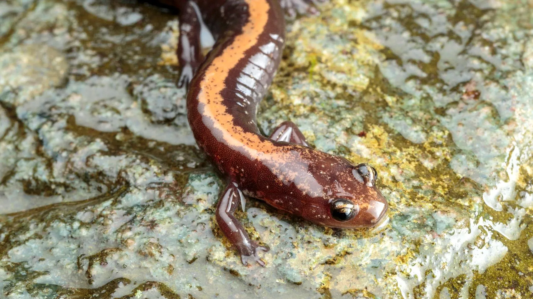 Salamander in shallow water at Shenandoah National Park