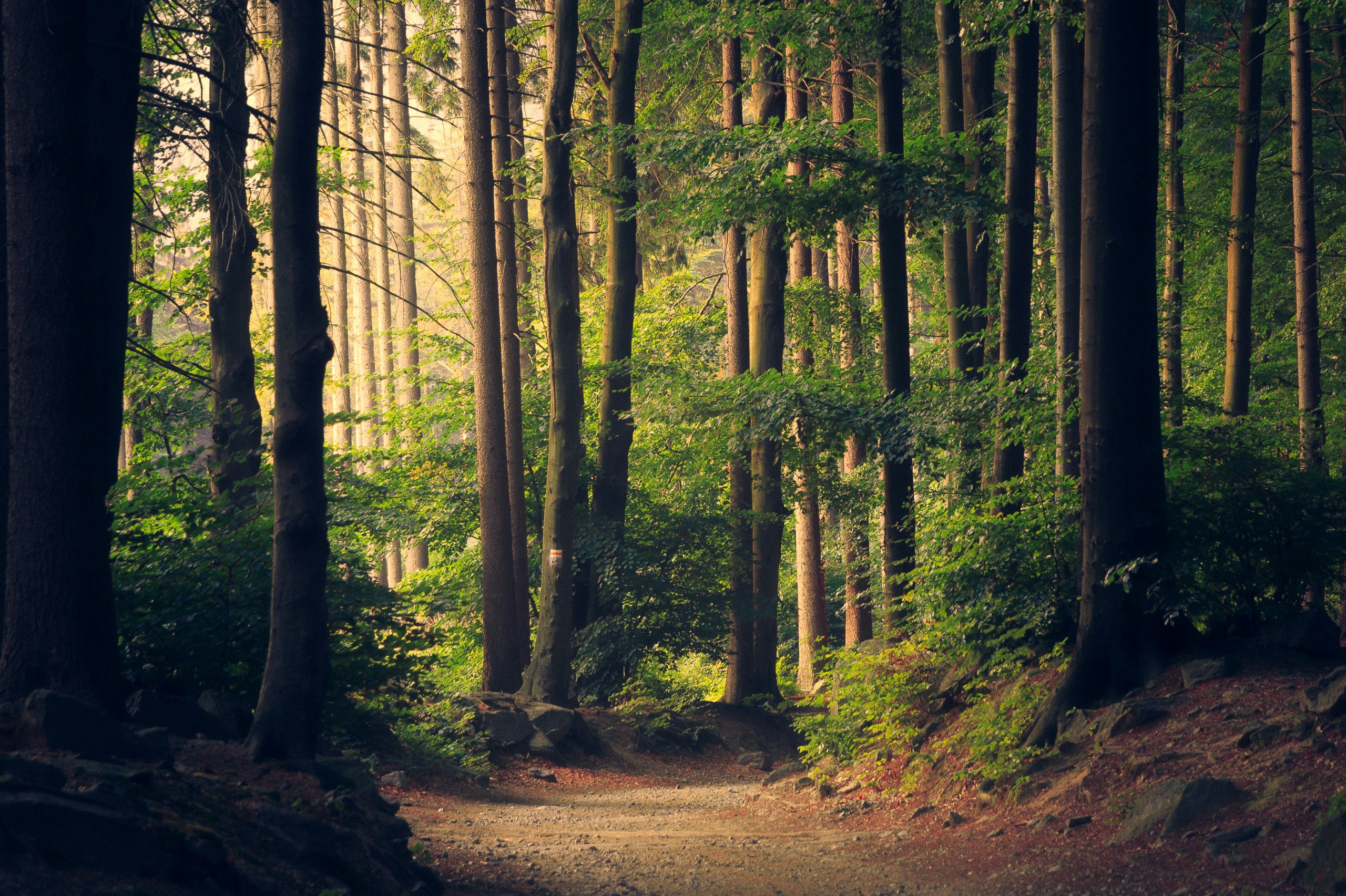 post-Ultimate Guide to Easy Hiking Trails With Waterfalls: 15 Best Beginner-Friendly Routes