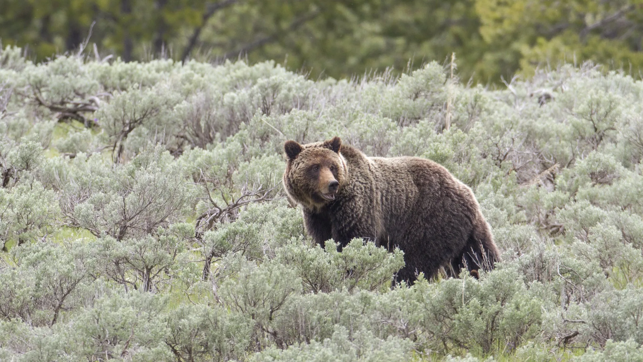 post-When Do Bears Hibernate in Yellowstone: Complete Visitor's Guide to Bear Activity & Safety