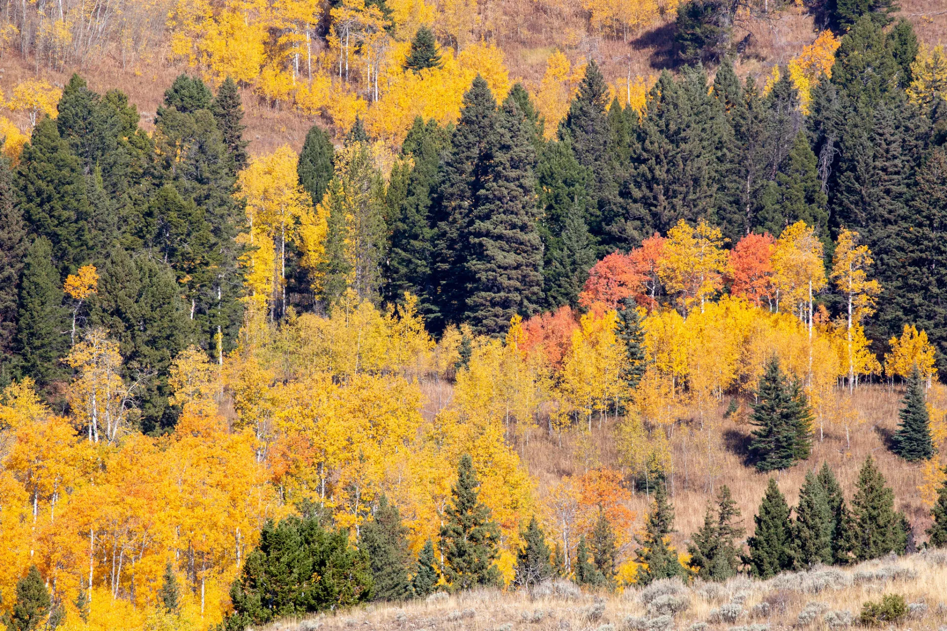 post-When Is Yellowstone Fall Colors Peak Time? The Complete 2024-2025 Guide