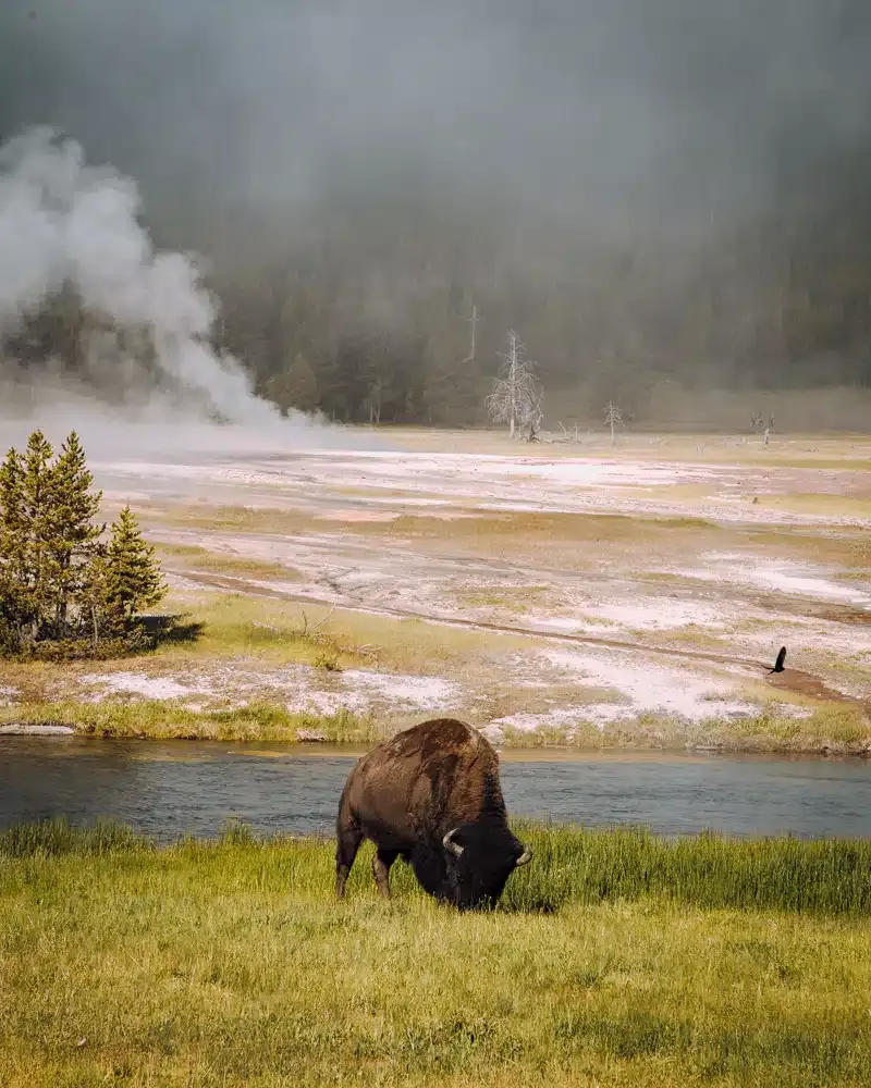 post-Complete Guide to Yellowstone National Park West Entrance: Your Gateway to America's Geothermal Wonderland
