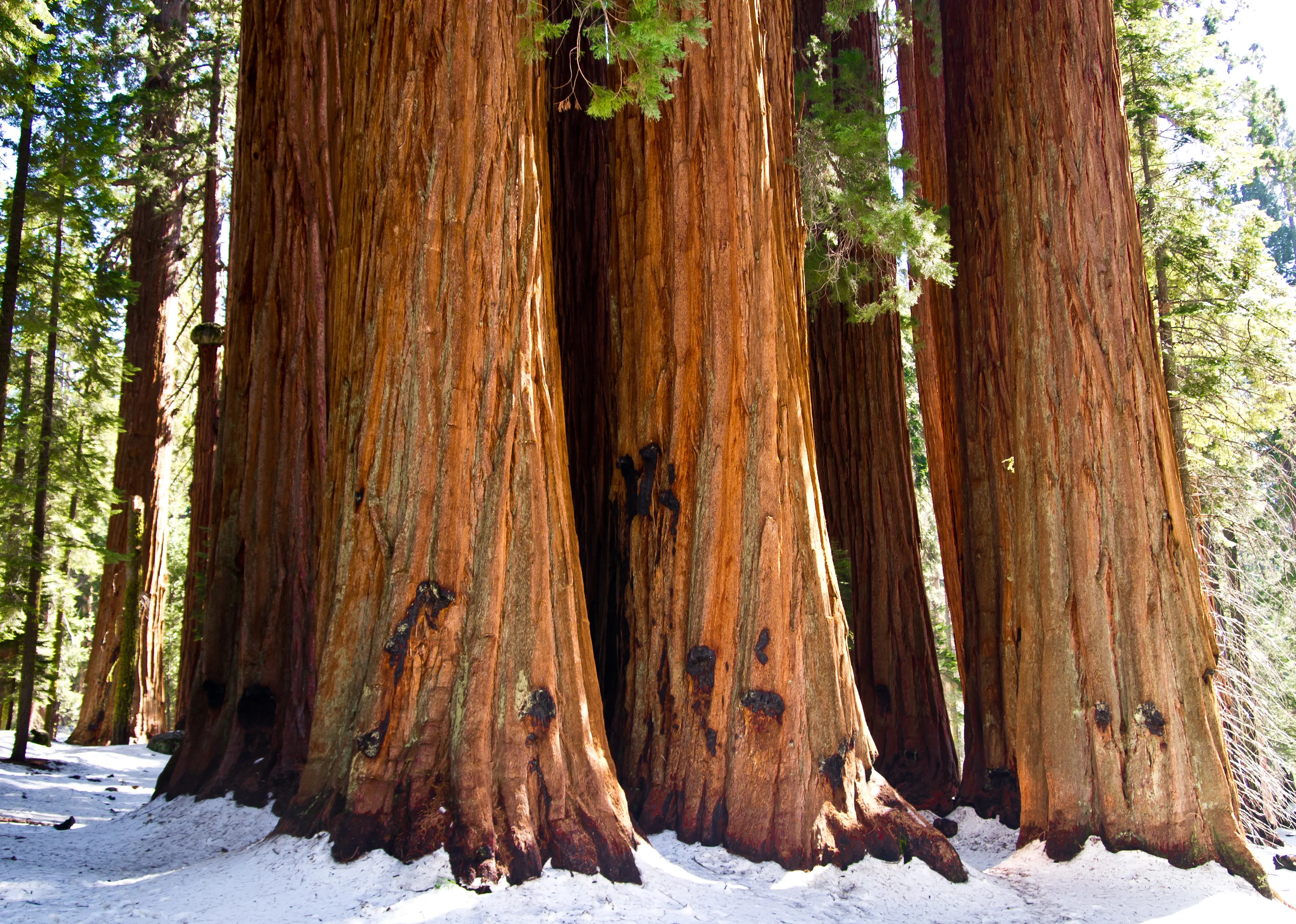 post-Kings Canyon National Park: The Ultimate Adventure Guide