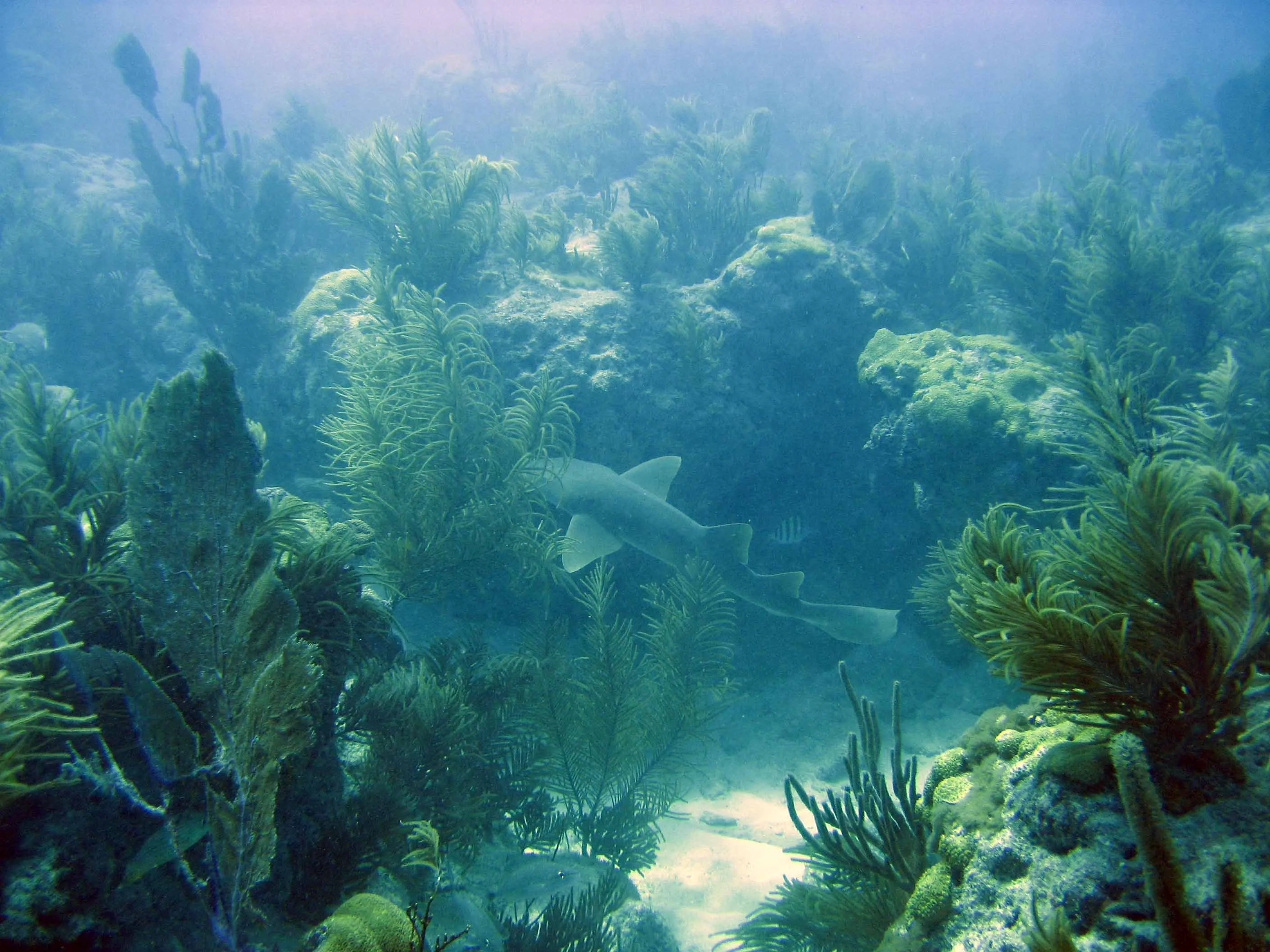 post-Facts About Biscayne National Park: 15 Amazing Discoveries Every Visitor Should Know
