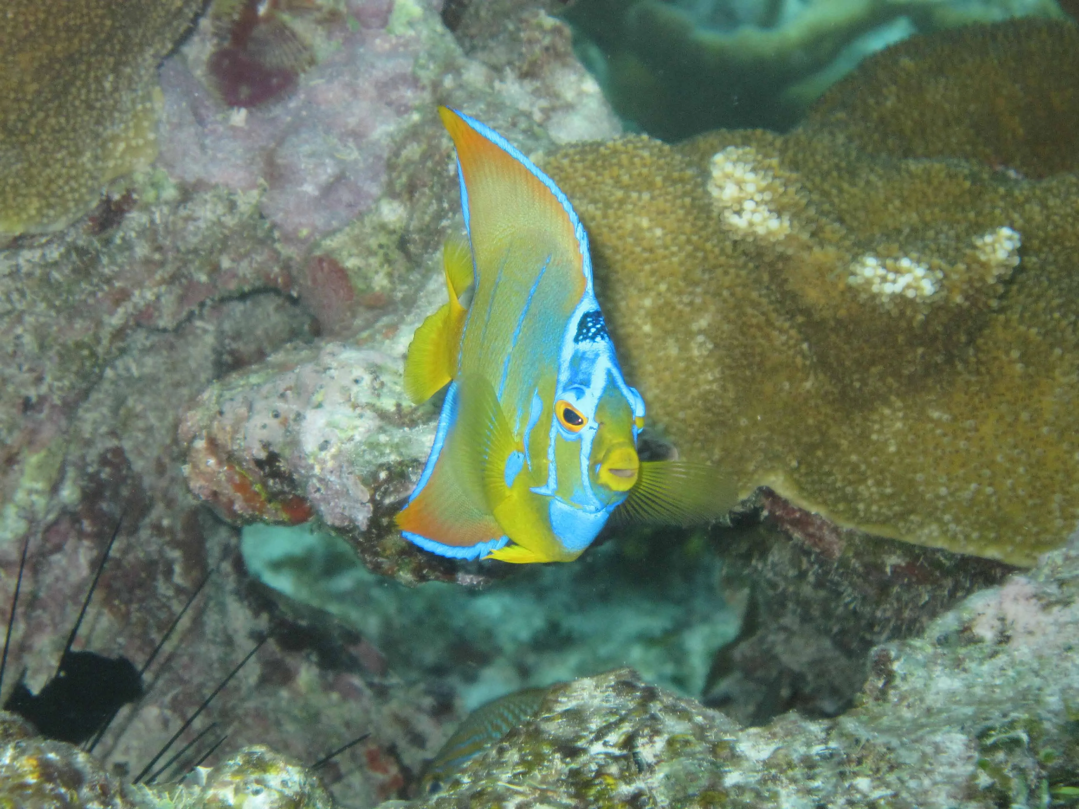post-The Ultimate Guide to Biscayne National Park Snorkeling: Best Gear, Tours &amp; Hidden Spots