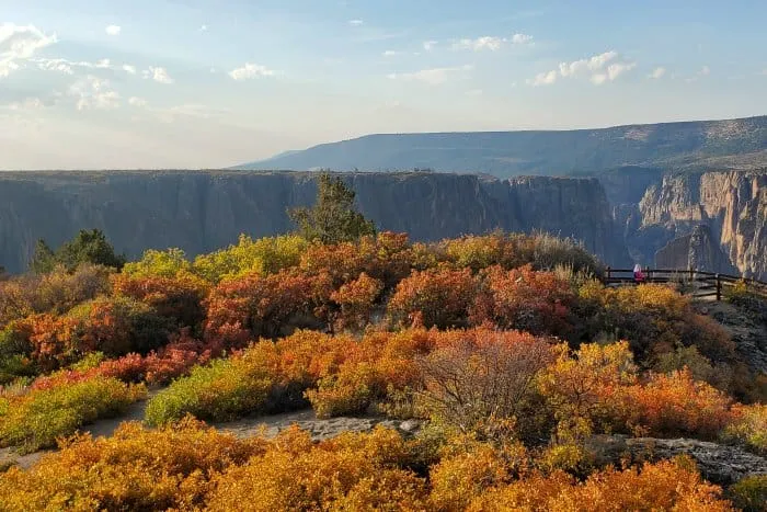 Epic fall colors at Black Canyon of the Gunnison with golden aspen trees and dramatic canyon views