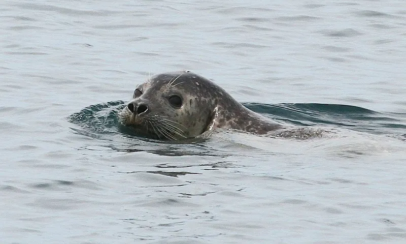 Harbor seals resting on rocky shores near Acadia National Park demonstrating the rich marine wildlife that thrives in these coastal waters