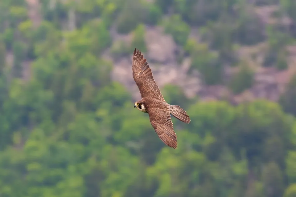 Peregrine falcon soaring above Jordan Cliffs in Acadia National Park showcasing the incredible bird life that makes this park famous among wildlife enthusiasts