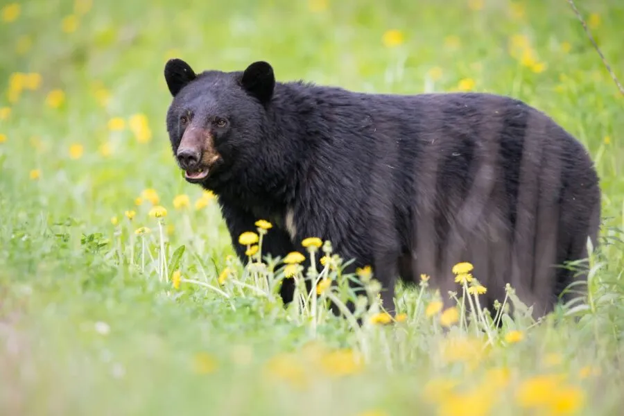 Black bear foraging in natural habitat representing the large mammal wildlife that visitors hope to spot while exploring Acadia National Park