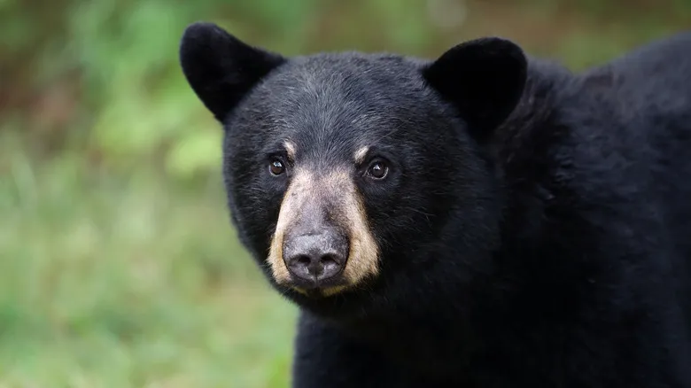 Black bear safety warning showing proper precautions for Acadia National Park bears encounters