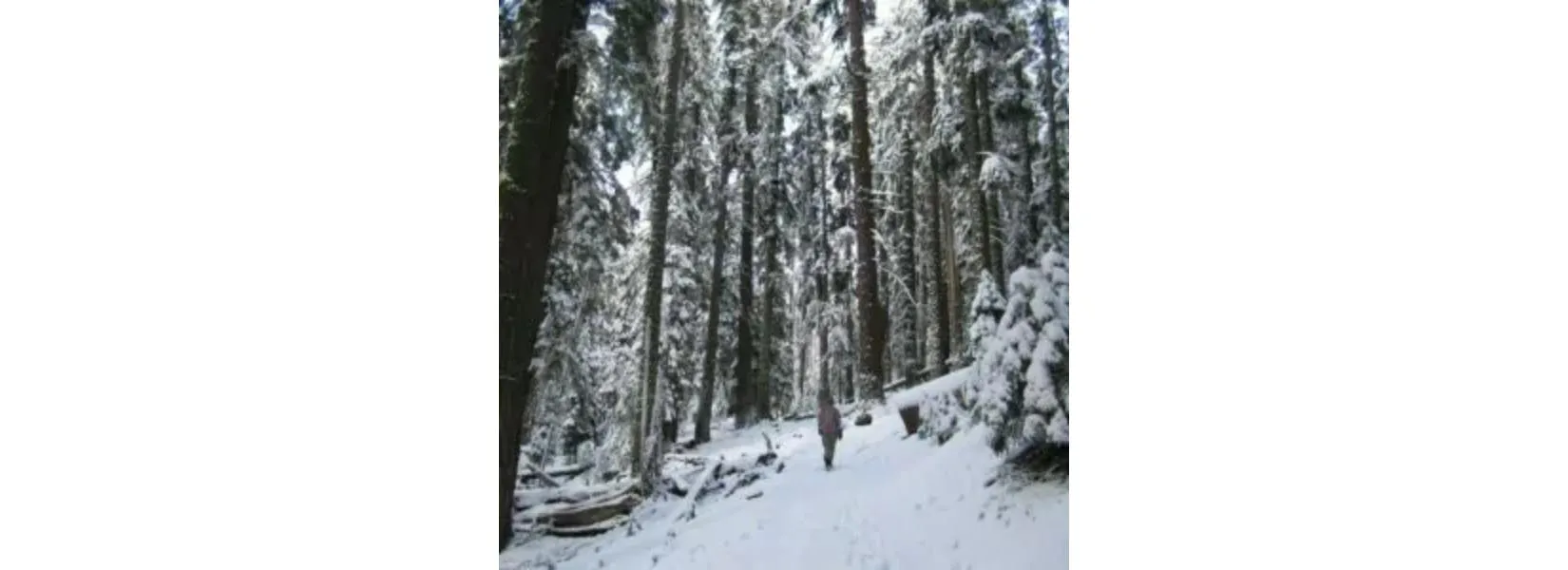 Snow-covered hiking trail in Yosemite National Park during March showing winter hiking conditions