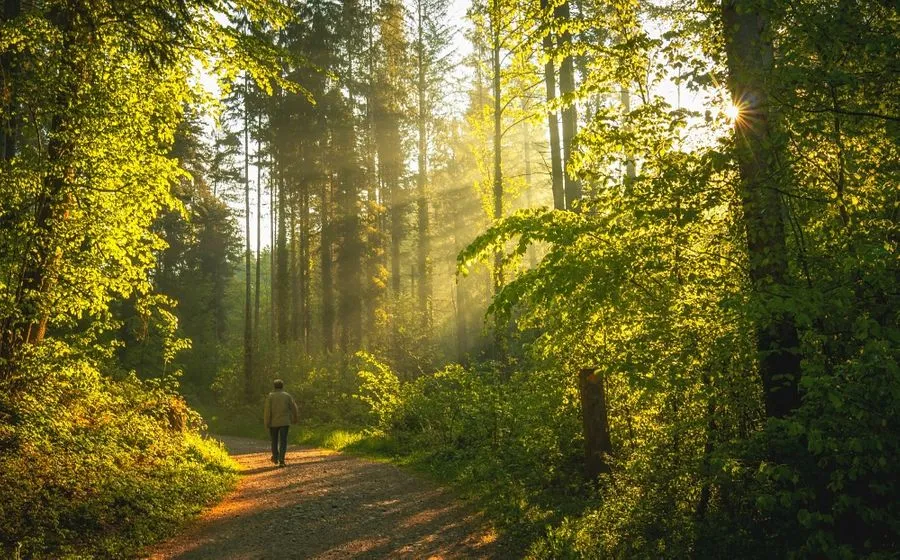 Peaceful forest pathway with lush green vegetation and wooden walkway, ideal for easy forest hiking trails