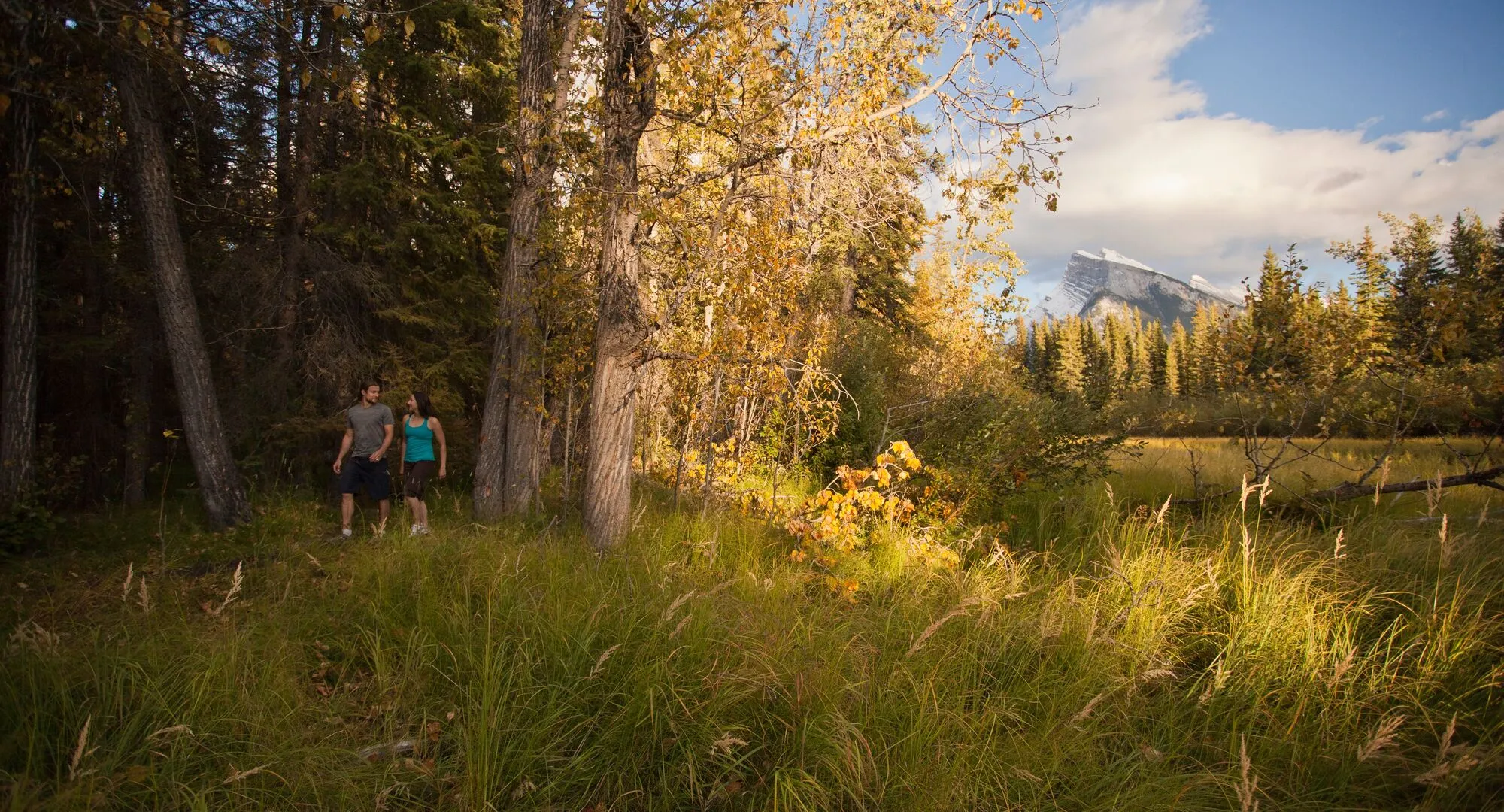 Well-maintained forest boardwalk trail with lush vegetation, perfect example of accessible easy forest hiking trails