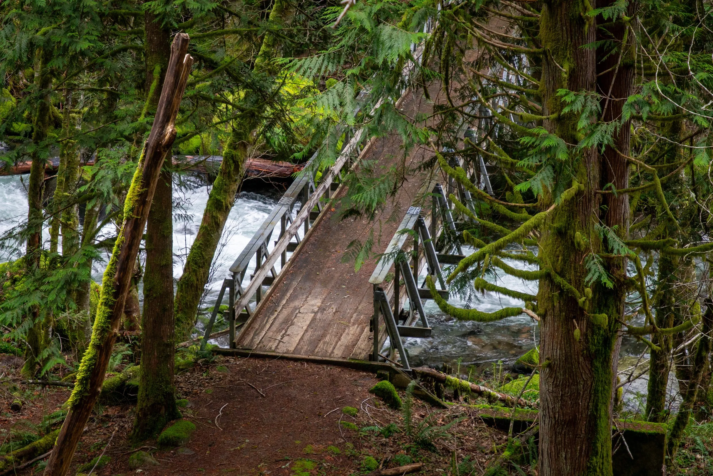 Forest trail showing seasonal conditions and natural hazards that hikers should be aware of on easy forest hiking trails