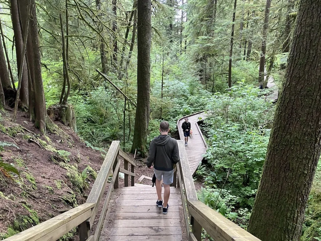 Personal hiking experience on easy forest trail showing the peaceful and accessible nature of forest hiking for beginners