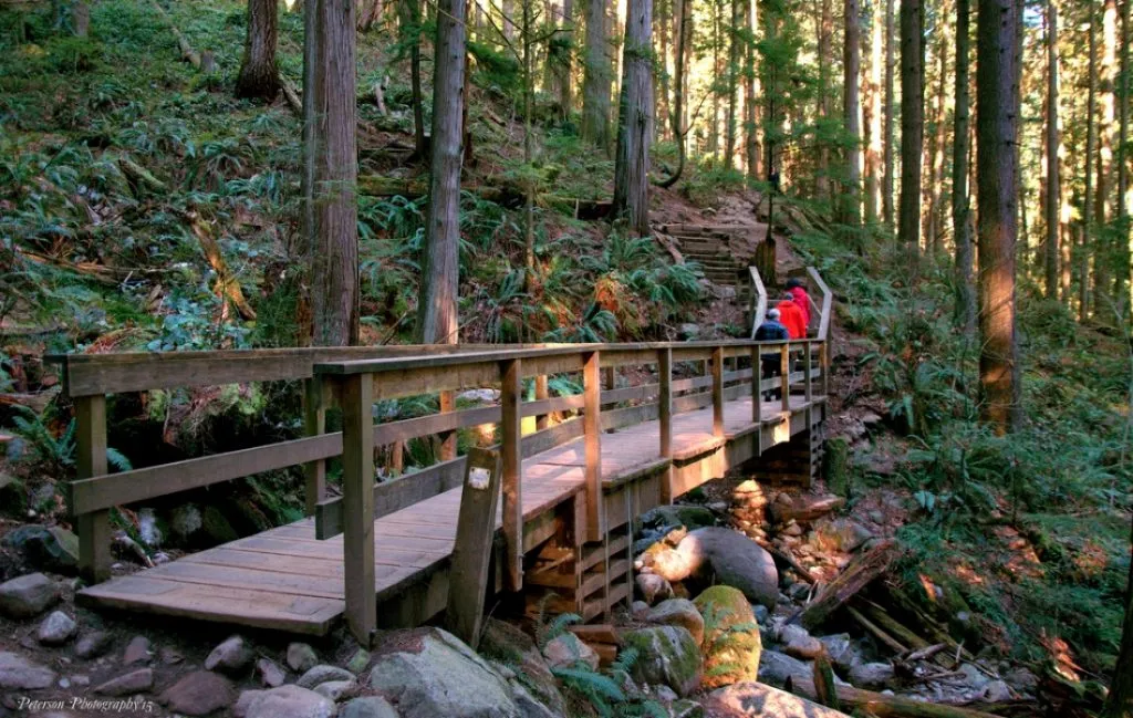 Peaceful forest trail conclusion showing the serene and accessible nature of easy forest hiking trails for all skill levels
